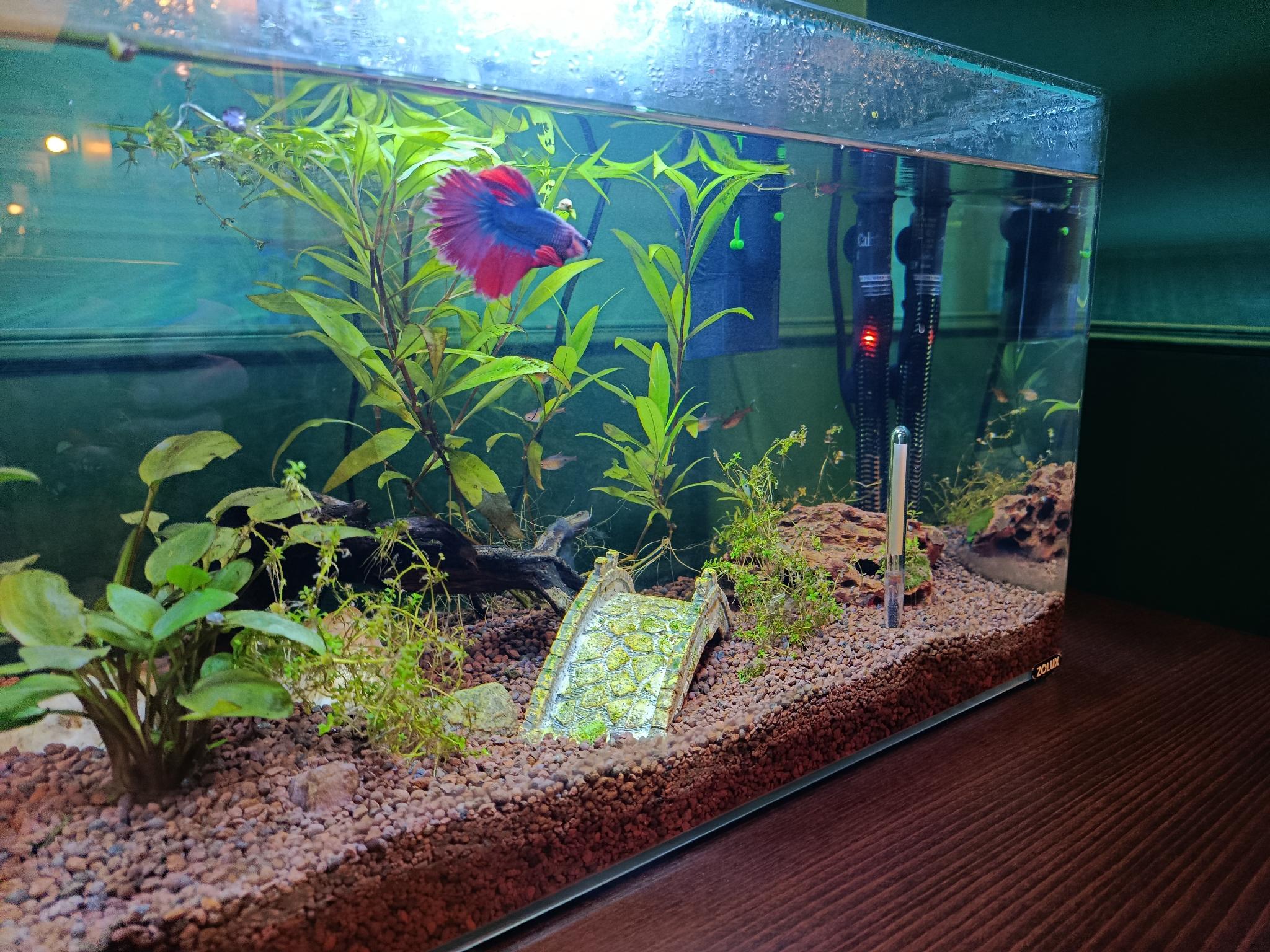 Aquarium setup